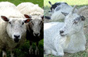 Sheep/Goat Fountains