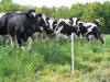 PasturePro fence with dairy herd