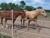 PasturePro fence with horses