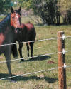EquiWire fence with horses