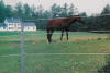 Gallagher Turbo EquiBraid fence with horses