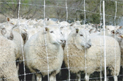 Gallagher ElectroNet fence with sheep